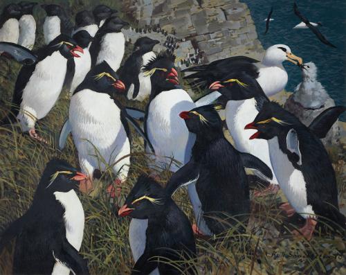 Keith Hope Shackleton, M.B.E. (1923-2015) - Rockhopper penguins